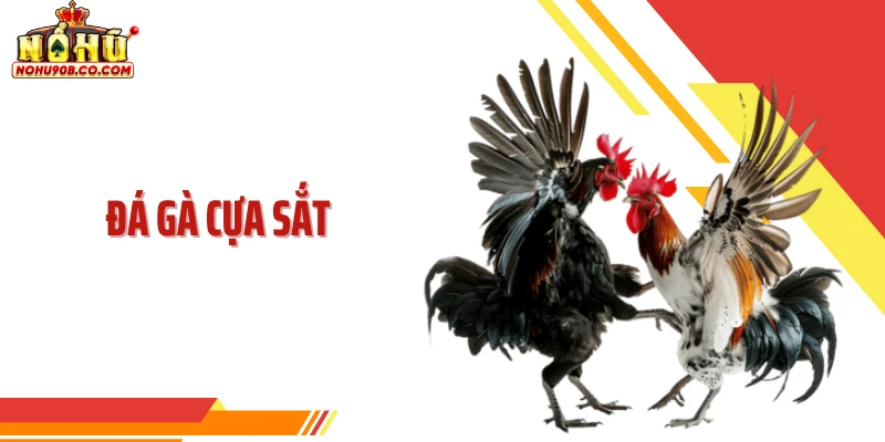 Đá Gà Cựa Sắt - Cuộc Chơi Cựa Sắt Đầy Nhịp Kịch Tính