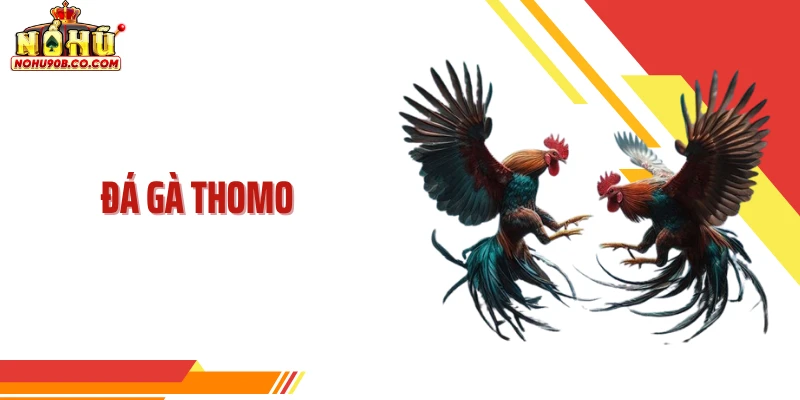 Đá Gà Thomo Và Hệ Sinh Thái Thi Đấu Chuẩn Mực Dẫn Đầu